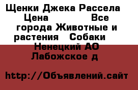 Щенки Джека Рассела › Цена ­ 10 000 - Все города Животные и растения » Собаки   . Ненецкий АО,Лабожское д.